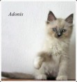 /album/adonis/adonis-9-hetes-003-jpg/